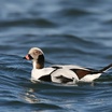 Long-tailed Duck